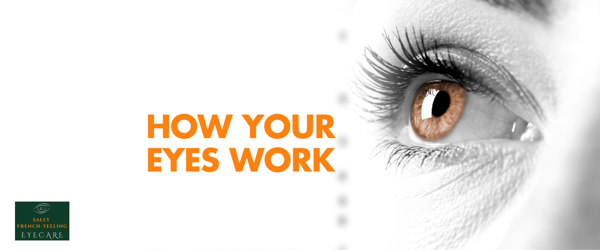 how your eyes work